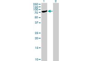 Western Blot analysis of STAT1 expression in transfected 293T cell line by STAT1 MaxPab polyclonal antibody.