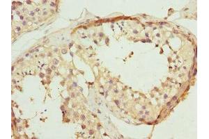 Immunohistochemistry of paraffin-embedded human testis tissue using ABIN7167501 at dilution of 1:100 (PTPRB anticorps  (AA 1758-1997))