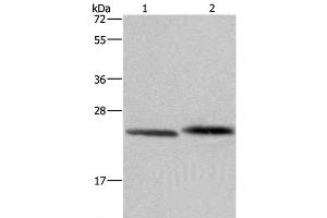 Western Blot analysis of Human prostate tissue and Raji cell using GLO1 Polyclonal Antibody at dilution of 1:400 (GLO1 anticorps)