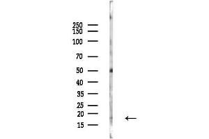 anti-S-Phase Kinase-Associated Protein 1 (SKP1) (Internal Region) antibody
