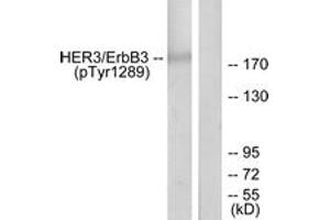 Western Blotting (WB) image for anti-Receptor Tyrosine-Protein Kinase ErbB-3 (ERBB3) (AA 1256-1305), (pTyr1289) antibody (ABIN1531610) (ERBB3 anticorps  (pTyr1289))
