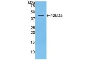 Detection of Recombinant SLC, Rat using Polyclonal Antibody to Secondary Lymphoid Tissue Chemokine (SLC) (CCL21 anticorps  (AA 5-132))