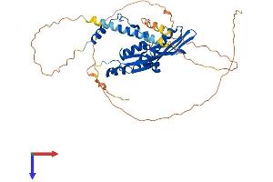 AlphaFold protein structure predicition of Human Recombinant RAD52 Protein, UniprotID P43351