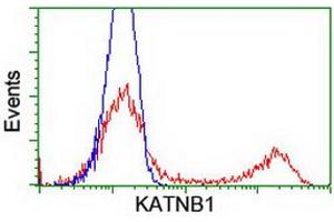 HEK293T cells transfected with either RC201852 overexpress plasmid (Red) or empty vector control plasmid (Blue) were immunostained by anti-KATNB1 antibody (ABIN2455151), and then analyzed by flow cytometry. (KATNB1 anticorps)