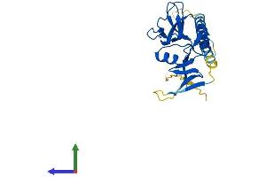 AlphaFold protein structure predicition of Mouse Recombinant Clec4a Protein, UniprotID Q9QZ15