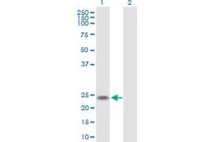 Western Blot analysis of U2AF1L4 expression in transfected 293T cell line by U2AF1L4 MaxPab polyclonal antibody.