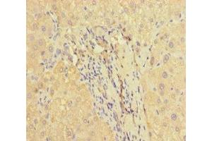 Immunohistochemistry of paraffin-embedded human liver tissue using ABIN7166464 at dilution of 1:100