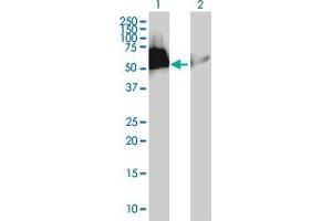 Western Blot analysis of HEXIM1 expression in transfected 293T cell line by HEXIM1 MaxPab polyclonal antibody. (HEXIM1 anticorps  (AA 1-359))