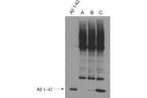 WB detection (ECL) of Abeta peptides (dilution 1 : 500). (Abeta 38/40/42 (AA 1-16), (AA 4-16) anticorps)