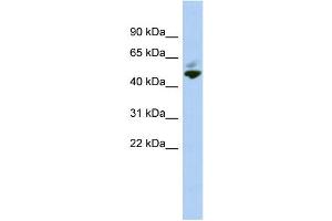 WB Suggested Anti-MAZ Antibody Titration:  0. (MAZ anticorps  (N-Term))