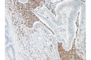 Image no. 1 for anti-Interleukin 5 (IL5) antibody (ABIN465636) (IL-5 anticorps)
