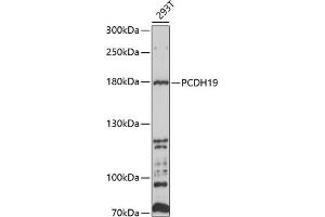 Western blot analysis of extracts of 293T cells, using PCDH19 antibody (ABIN6129088, ABIN6145293, ABIN6145294 and ABIN6214187) at 1:1000 dilution. (PCDH19 anticorps  (AA 568-678))