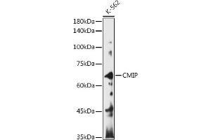 Western blot analysis of extracts of K-562 cells, using CMIP antibody (ABIN7265970) at 1:1000 dilution. (CMIP anticorps)