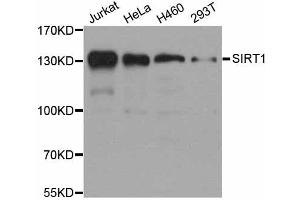 Western blot analysis of extracts of various cell lines, using SIRT1 antibody (ABIN5998812) at 1/1000 dilution. (SIRT1 anticorps)