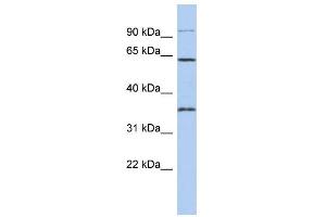 WB Suggested Anti-FAM71B Antibody Titration: 0. (FAM71B anticorps  (Middle Region))
