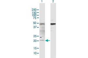 Western Blot analysis of ATOH7 expression in transfected 293T cell line by ATOH7 MaxPab polyclonal antibody. (ATOH7 anticorps  (AA 1-152))