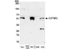 anti-CLPTM1-Like (CLPTM1L) (AA 150-200) antibody