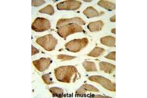 Immunohistochemistry (IHC) image for anti-Caveolin 2 (CAV2) antibody (ABIN3003848) (Caveolin 2 anticorps)
