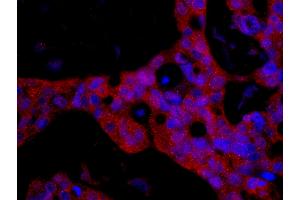 Immunofluorescence (IF) image for anti-FK506 Binding Protein 4, 59kDa (FKBP4) (AA 1-50) antibody (ABIN7448967) (FKBP4 anticorps  (AA 1-50))