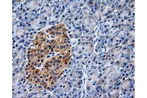 Immunohistochemical staining of paraffin-embedded Kidney tissue using anti-PASKmouse monoclonal antibody. (PASK anticorps)