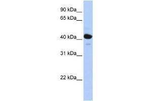 Western Blotting (WB) image for anti-Hydroxysteroid (11-Beta) Dehydrogenase 2 (HSD11B2) antibody (ABIN2458581) (HSD11B2 anticorps)