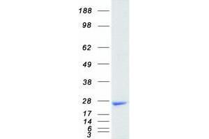 Validation with Western Blot