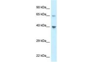 Image no. 1 for anti-Chemokine (C-C Motif) Receptor-Like 1 (CCRL1) (C-Term) antibody (ABIN6747646) (CCRL1 anticorps  (C-Term))