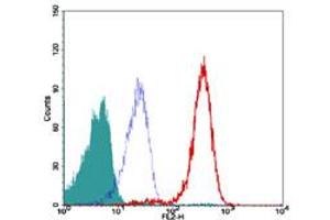 Image no. 3 for anti-Telomeric Repeat Binding Factor 2 (TERF2) antibody (ABIN208252)
