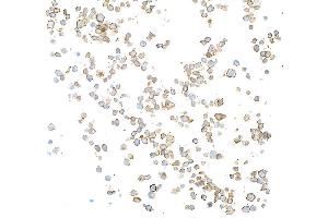 Immunocytochemistry (ICC) image for anti-Membrane-Spanning 4-Domains, Subfamily A, Member 1 (MS4A1) antibody (ABIN7449560) (CD20 anticorps)