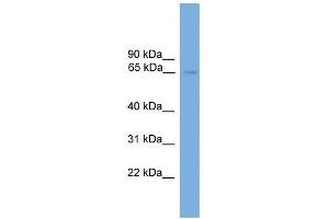 NRBP1 antibody used at 0. (NRBP1 anticorps  (N-Term))