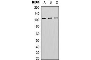 Western blot analysis of DNMT3A expression in HEK293T (A), Raw264.