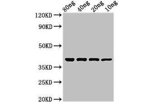 Western Blot Positive WB detected in Recombinant protein All lanes: ompT antibody at 2. (OMPT (AA 21-317) anticorps)