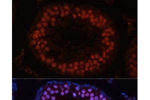 Immunofluorescence analysis of Rat testis using MSH4 Polyclonal Antibody at dilution of 1:100. (MSH4 anticorps)