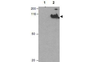 Western blot using CDC27 (phospho T244) polyclonal antibody  shows detection of a band ~92 KDa corresponding to phosphorylated human CDC27 (arrowhead).