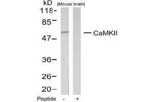 Image no. 1 for anti-Calcium/calmodulin-Dependent Protein Kinase II alpha (CAMK2A) (Thr286) antibody (ABIN197550) (CAMK2A anticorps  (Thr286))