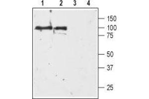 Western blot analysis of whole rat brain (lanes 1 and 3) and striatum (lanes 2 and 4) membranes: - 1,2.