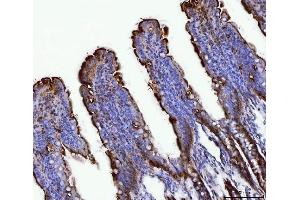 IHC analysis of Fgf19(Fgf15) using anti-Fgf19(Fgf15) antibody (ABIN7600946).