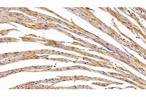 Detection of CAV1 in Mouse Cardiac Muscle Tissue using Polyclonal Antibody to Caveolin 1 (CAV1)