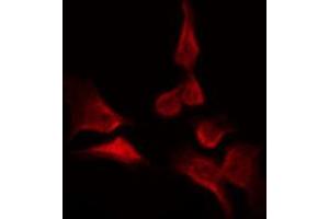 ABIN6269050 staining 293 by IF/ICC.