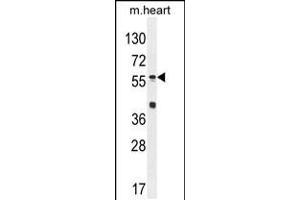 Western blot analysis in mouse heart tissue lysates (35ug/lane). (SP8 anticorps  (C-Term))