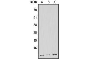 Western blot analysis of NDUFB1 expression in HeLa (A), Raw264. (NDUFB1 anticorps  (N-Term))