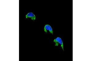 Confocal immunofluorescent analysis of CYP1A2 Antibody (Center) (ABIN655272 and ABIN2844864) with 293 cell followed by Alexa Fluor® 488-conjugated goat anti-rabbit lgG (green).