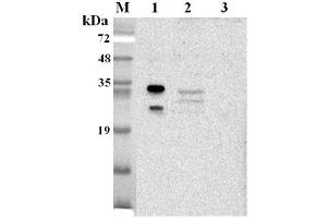 Western blot analysis using anti-NQO1 (human), pAb  at 1:2'000 dilution. (NQO1 anticorps)