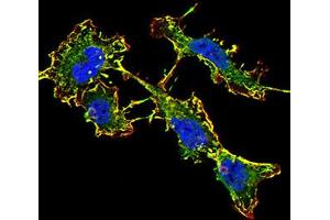 Immunofluorescence analysis of SK-N-SH cells using GRIN2B mouse mAb (green).