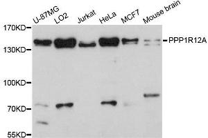 Western blot analysis of extracts of various cell lines, using PPP1R12A antibody. (PPP1R12A anticorps  (AA 1-200))