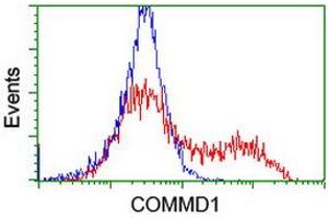 Image no. 5 for anti-Copper Metabolism (Murr1) Domain Containing 1 (COMMD1) antibody (ABIN1497561)