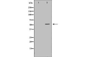 Western blot analysis of TRXR2 expression in HT29 cells (TXNRD2 anticorps  (C-Term))