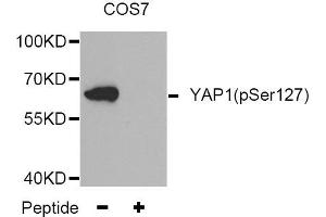 Western blot analysis of extracts from COS7 tissue,using Phospho-YAP1-S127 antibody. (YAP1 anticorps  (pSer127))