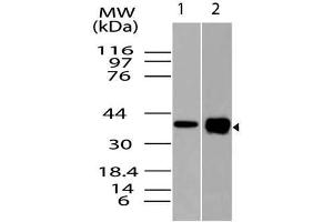 Image no. 1 for anti-Runt-Related Transcription Factor 3 (RUNX3) (AA 100-320) antibody (ABIN5027511) (RUNX3 anticorps  (AA 100-320))
