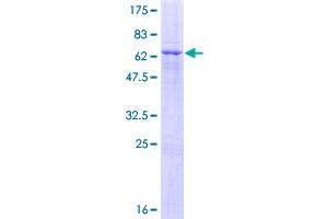 Image no. 1 for Zinc Finger Protein 557 (ZNF557) (AA 1-375) protein (GST tag) (ABIN1326283)